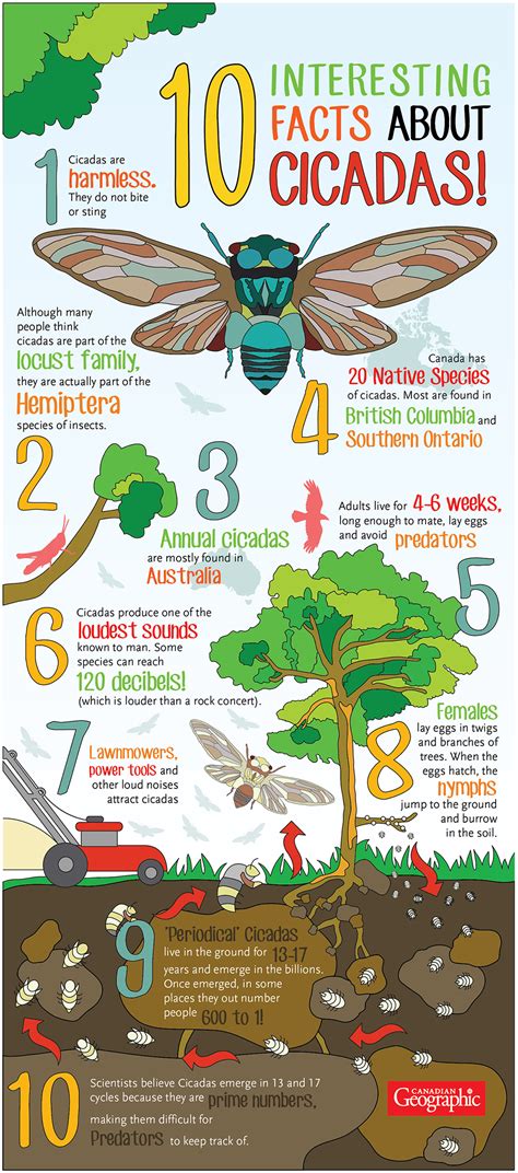 cicadas 2024 facts